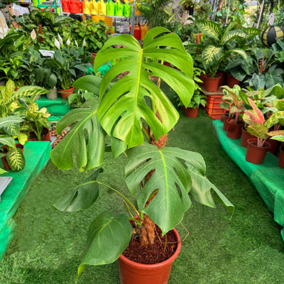 Monstera, pot diameter 24 cm (10 liters) (perennial for the home) 