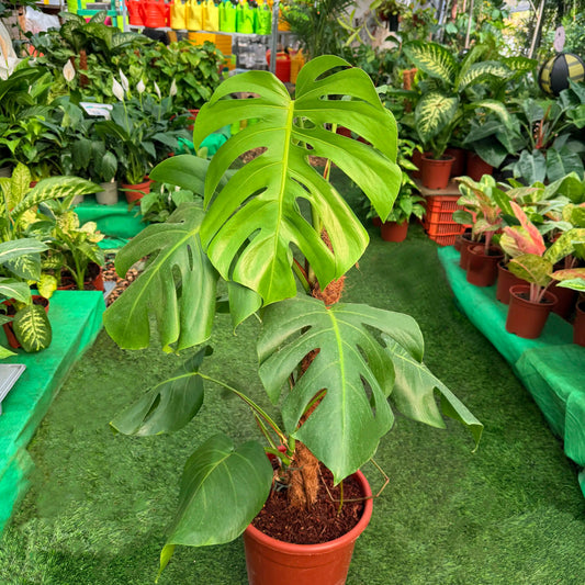 צמח מונסטרה עם עלים ירוקים גדולים ברקע של משתלה