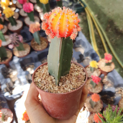 קקטוס מורכב רב שנתי לבית ולגינה