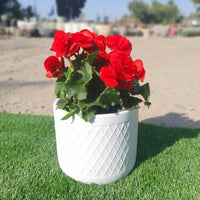 כד לבן עם פסים ועם צמח בגוניה ורד