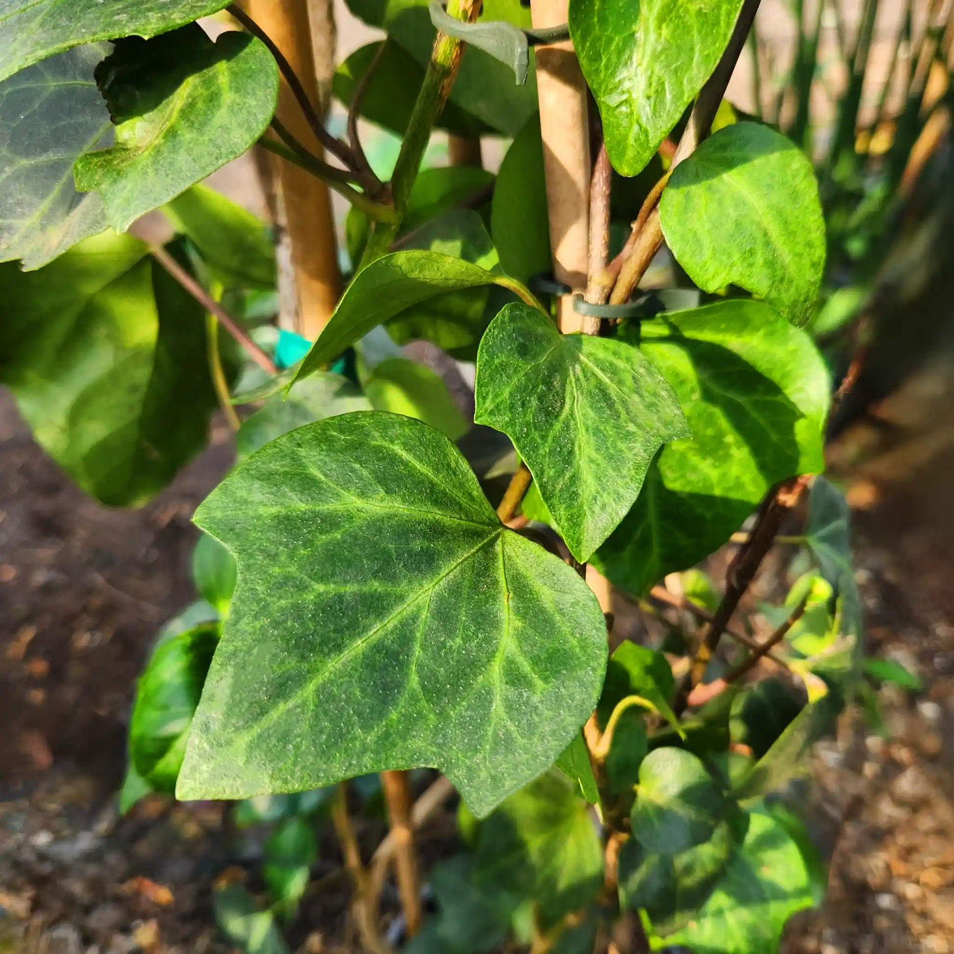 תקריב של עלי קיסוס ירוקים עם רקע מטושטש