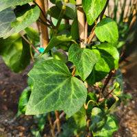 תקריב של עלי קיסוס ירוקים עם רקע מטושטש