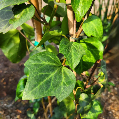 תקריב של עלי קיסוס ירוקים עם רקע מטושטש