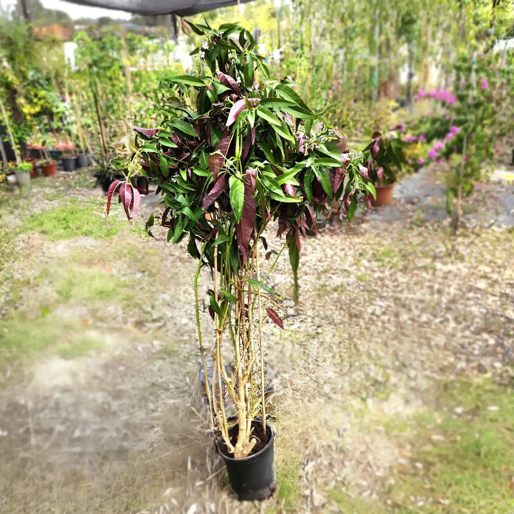 צמח בת אביב עם עלים ירוקים סגולים ברקע של משתלה