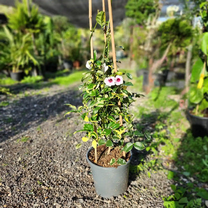 Potted plant with flowers in a garden setting