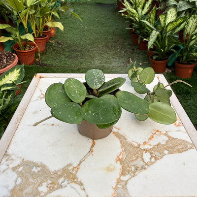 בת שבע מטילדה ספלאש קוטר עציץ 6 ס״מ