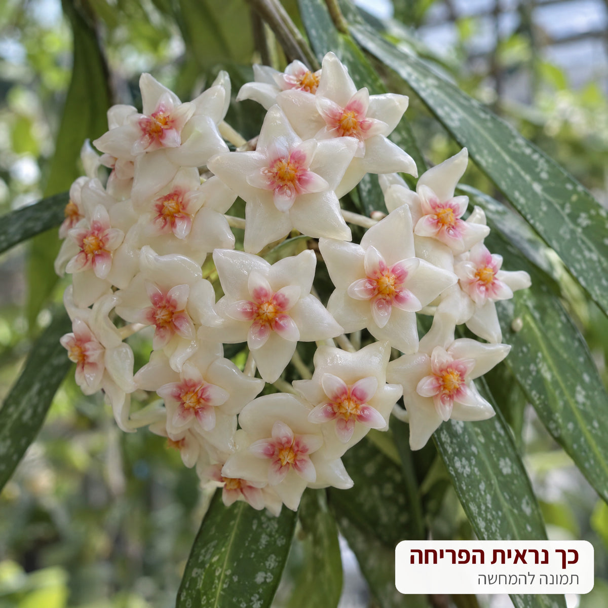 המחשה: כך נראית הפריחה של בת שבע לואי – אשכול פרחים לבנים – דקו גרדן
