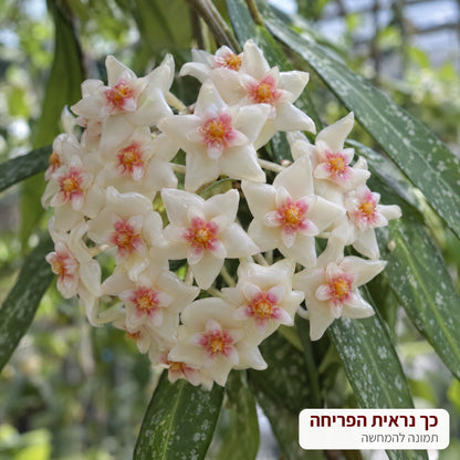 המחשה: כך נראית הפריחה של בת שבע לואי – אשכול פרחים לבנים – דקו גרדן