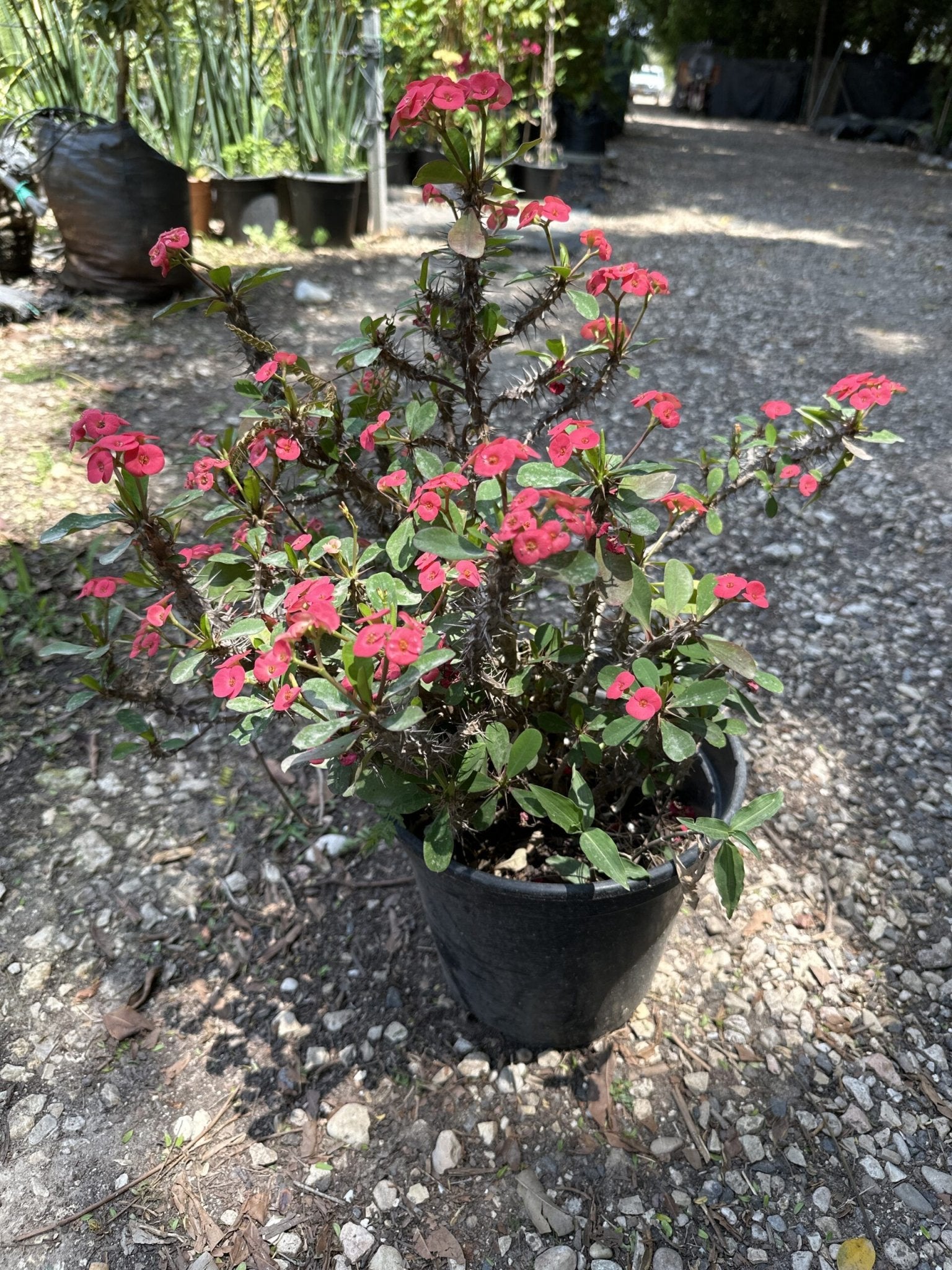 פורחים – Deco garden