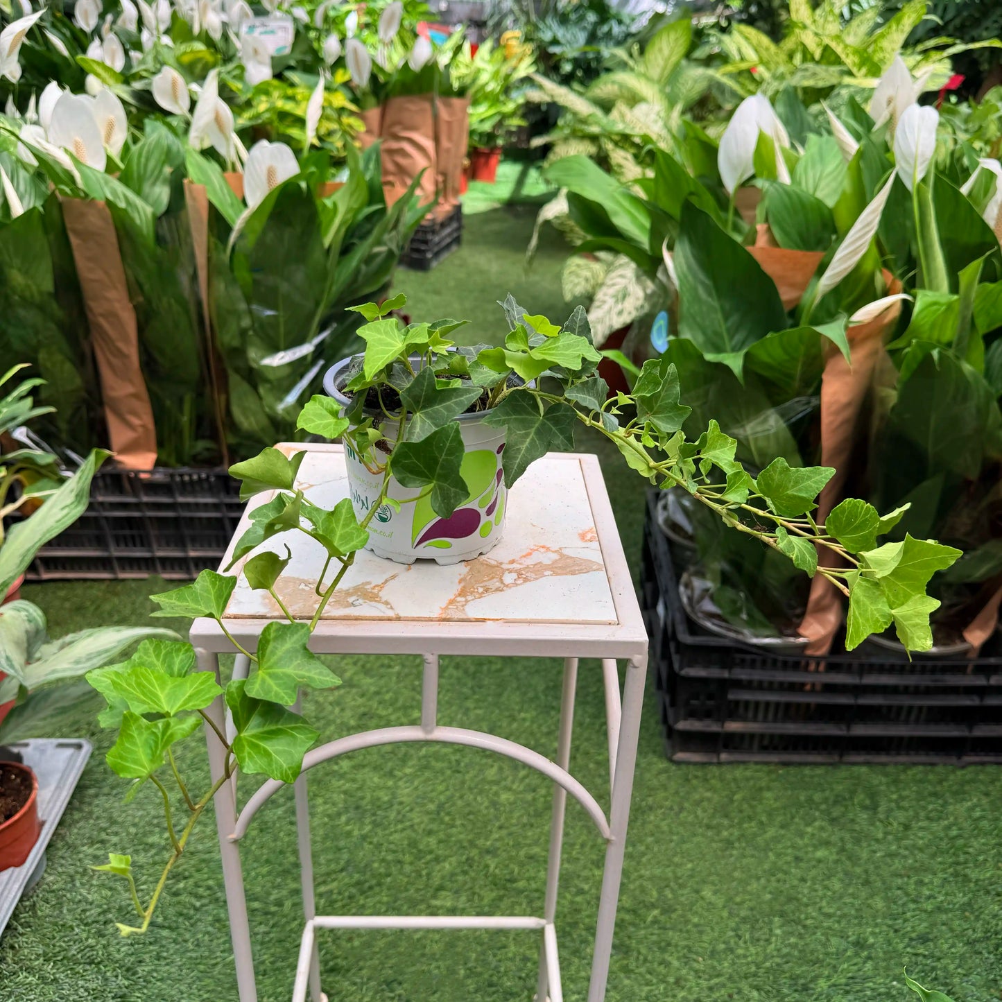 קיסוס נשפך בעציץ בקוטר 12 ס״מ במשתלת דקו גרדן