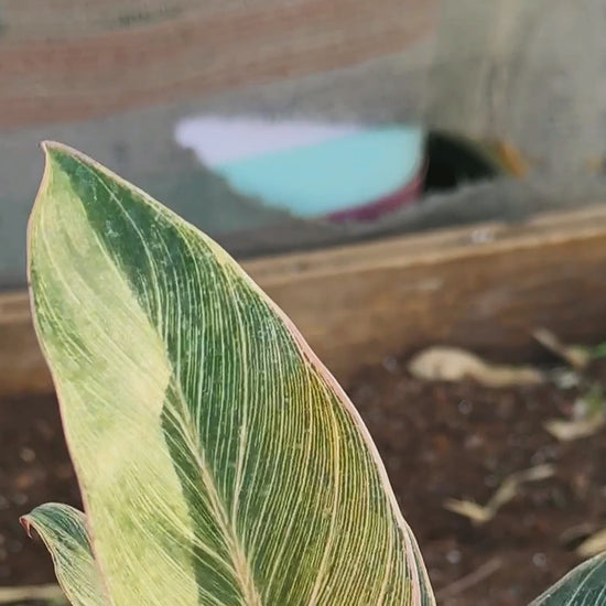פילודנדרון פינק ביקיני — סרטון של הצמח, פסים של ורוד, קרם ולבן על ירוק כהה