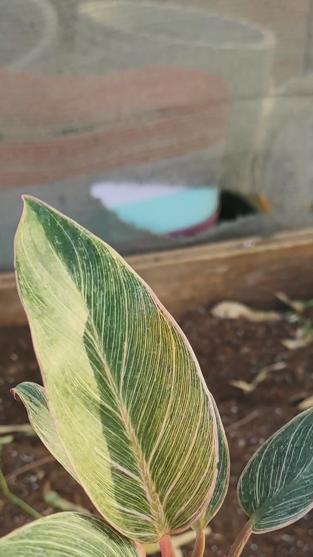 פילודנדרון פינק ביקיני — סרטון של הצמח, פסים של ורוד, קרם ולבן על ירוק כהה