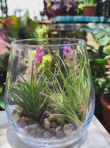 סרטון של מארז הטילנדסיה — שני צמחי אוויר פורחים בכד זכוכית עם חלוקי נחל, דקו גרדן