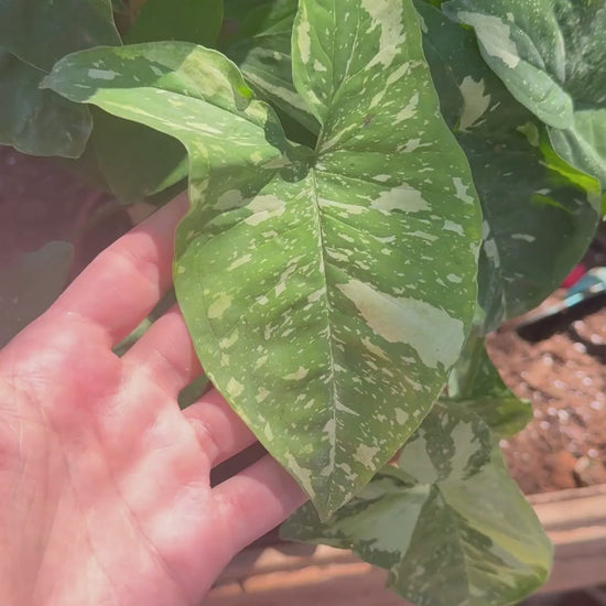 ריבוי סינגוניום פנדה במשתלה: גזירת ייחור עם צומת, נעיצה בכוס פרלייט והשקיה