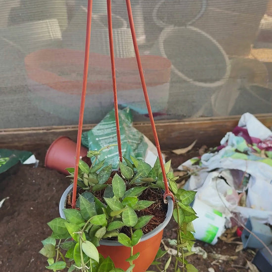 בת שבע לקנוסה ספלאש בעציץ תלוי — סרטון מהמשתלה