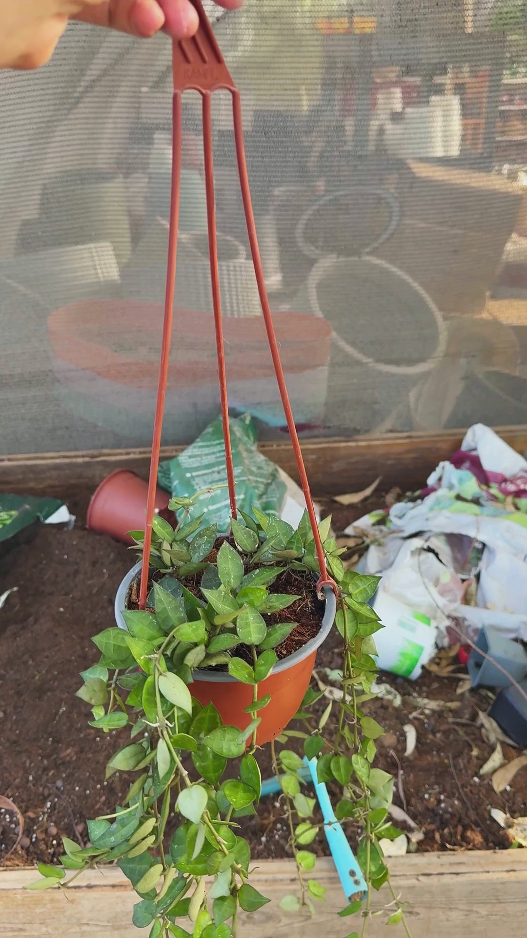 בת שבע לקנוסה ספלאש בעציץ תלוי — סרטון מהמשתלה