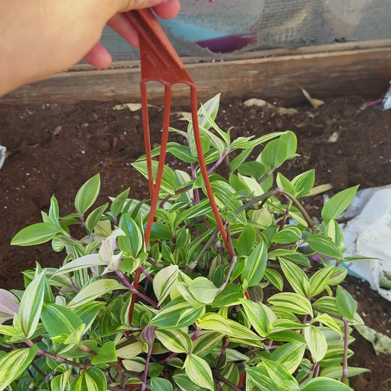 יהודי נודד וויט סטרייפ בסלסלה תלויה — סרטון מהמשתלה