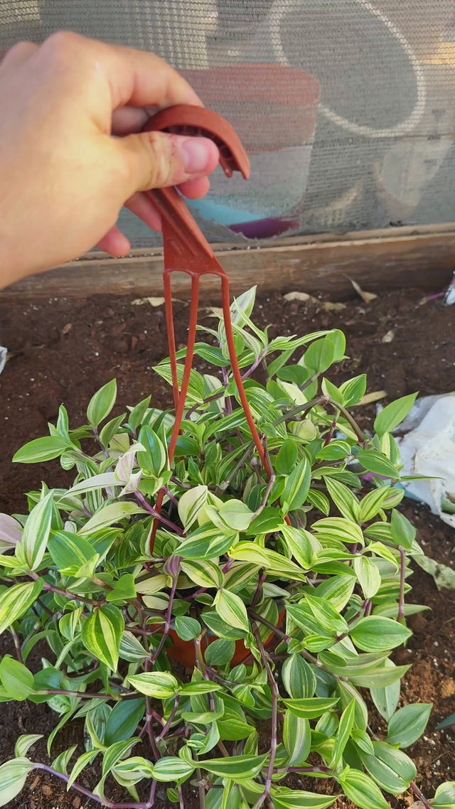 יהודי נודד וויט סטרייפ בסלסלה תלויה — סרטון מהמשתלה