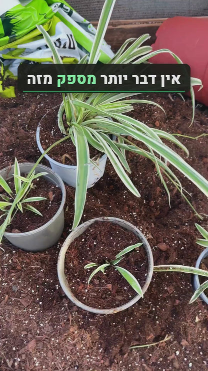 ירקה קוטר עציץ 12 ס״מ (רב שנתי לבית ולגינה)