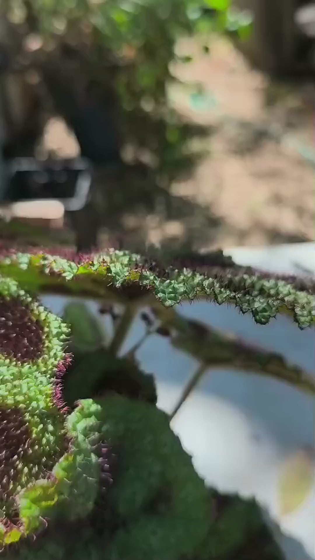 ביגוניה מסוניאנה: עלים ירוקים עם דוגמה כהה בצורת כוכב ומרקם מבעבע