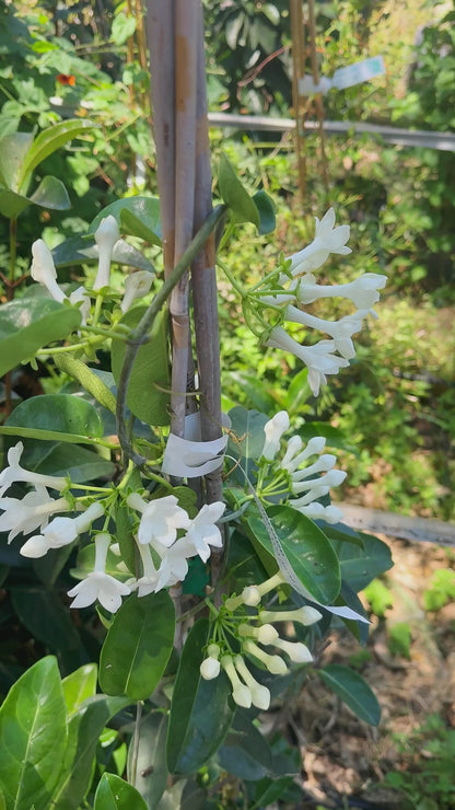סטפנוטיס פורח במשתלת דקו גרדן — מטפס עם פרחי שעווה לבנים וריח חזק