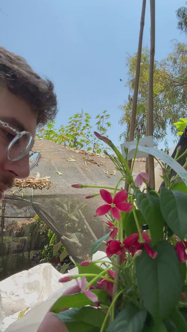 אלמון הודי (קוויסקואליס) — מטפס פורח ריחני עם פרחים שמשנים צבע מלבן לורוד לאדום