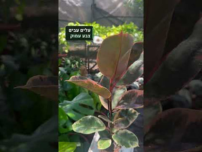 פיקוס גומי ורוד בעציץ 12 ס״מ – סרטון דקו גרדן