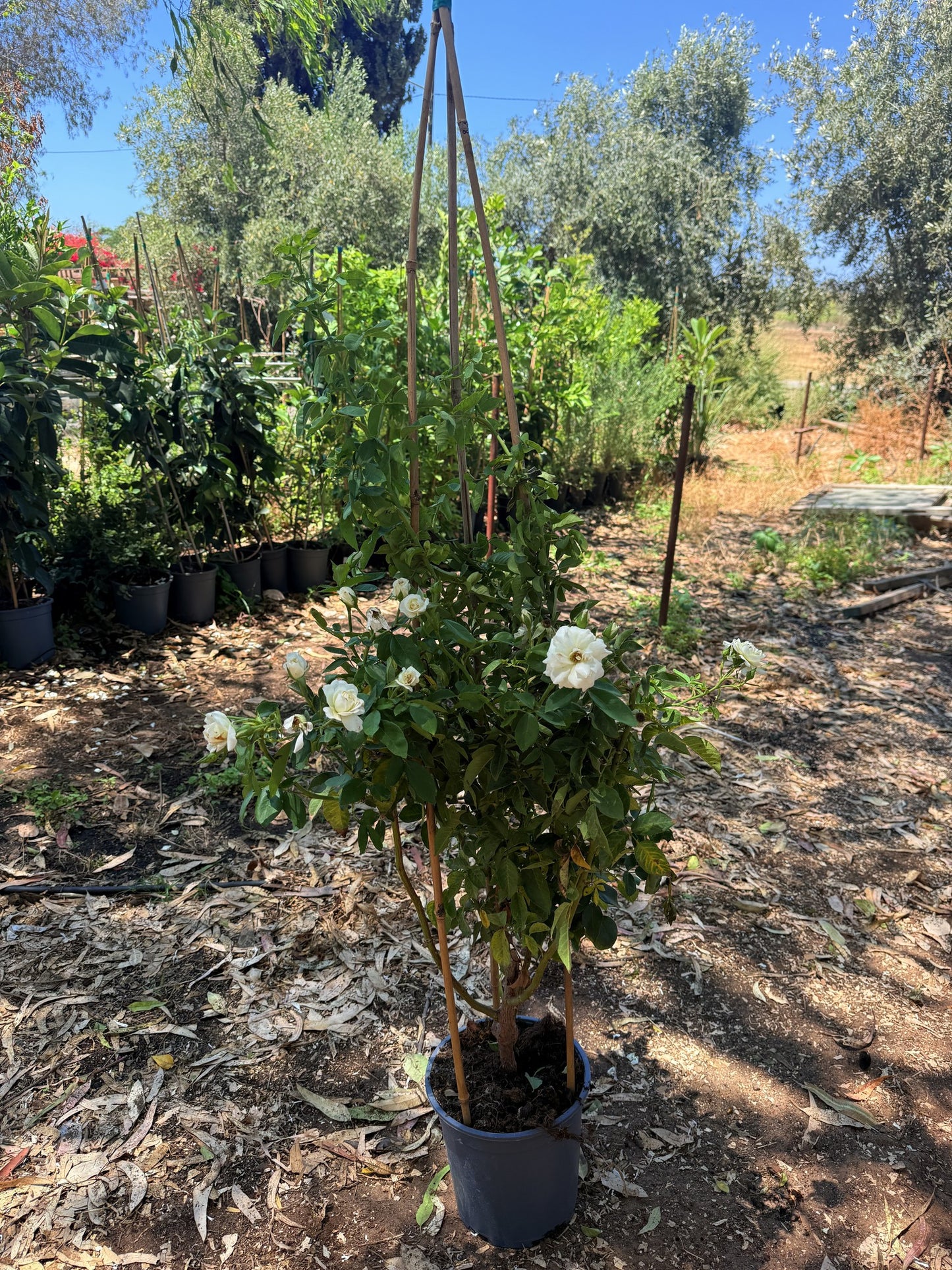 הצמח כפי שהוא במשתלה — שיח ורד אייסברג זקוף בעציץ 10 ליטר עם סמוכות במבוק ופרחים לבנים