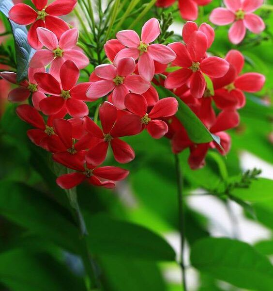 פרח אלמון הודי אדום