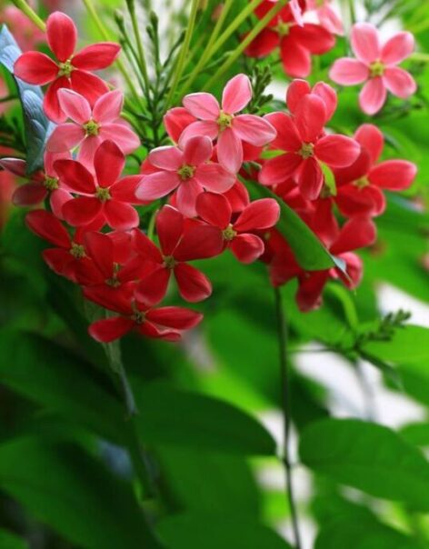 פרח אלמון הודי אדום
