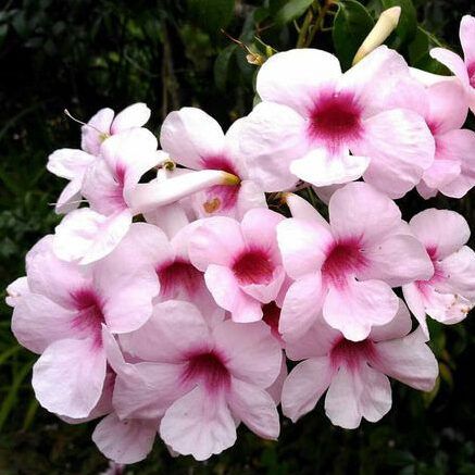 פרח פנדוריאה יסמינית