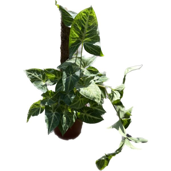 צמח סינגוניום פודופיליום