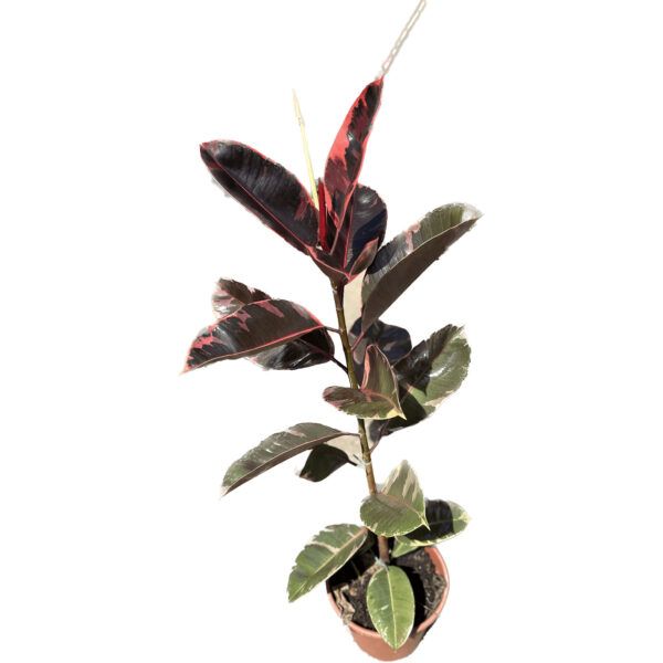 צמח פיקוס גומי אדום גדול