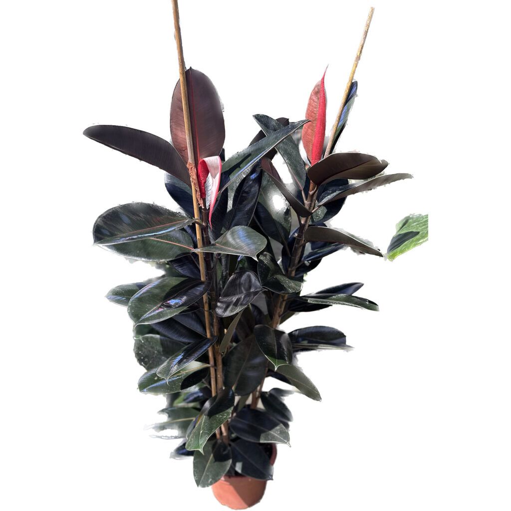 צמח פיקוס גומי משולש ענק