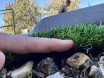 דשא סינטטי ״קולוסאום״ רוחב 3 מטר גובה 38 מ״מ